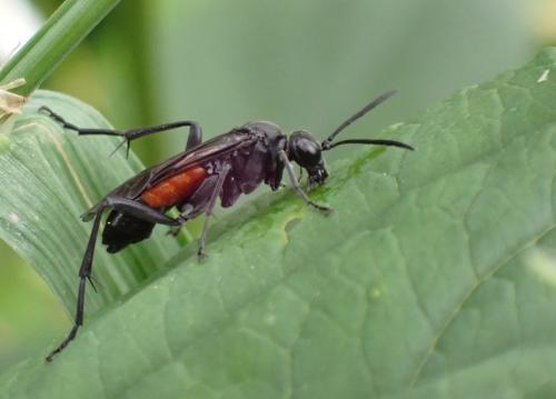 Réf. 303 096 : Macrophya annulata